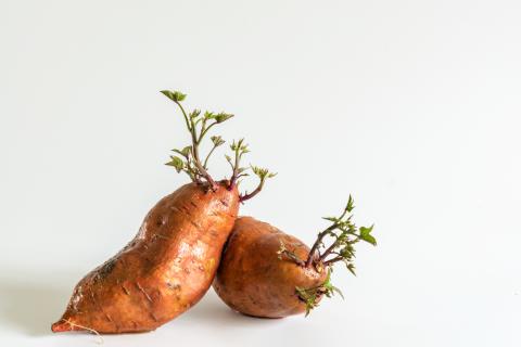 Когда пора собирать сладкий картофель: советы экспертов