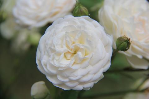 Подкормка пионов без азота помогает добиться яркого и обильного цветения — Марина Егорова Подкормка пионов без азота помогает добиться яркого и обильного цветения — Марина Егорова