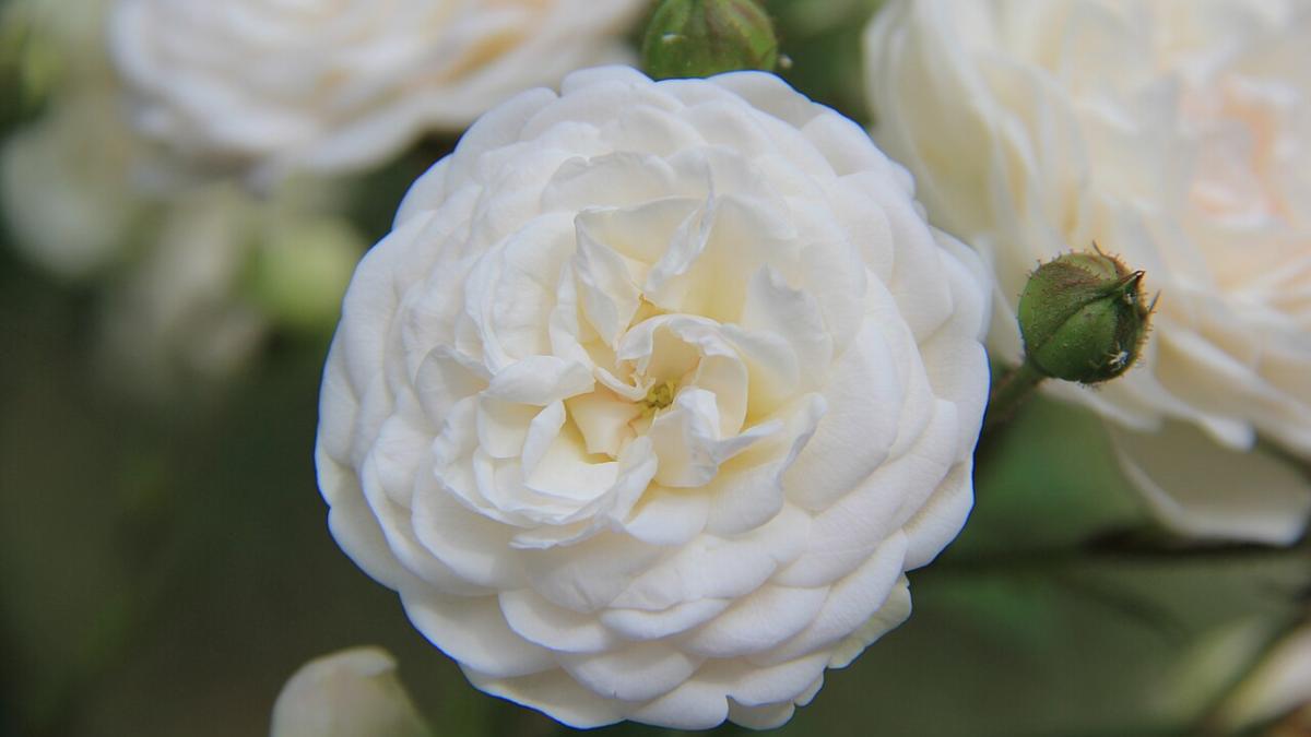 Пионы Пионы