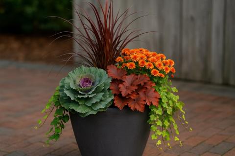 Группировка растений помогает создать микроклимат и защитить их от зимних морозов — Аctualno