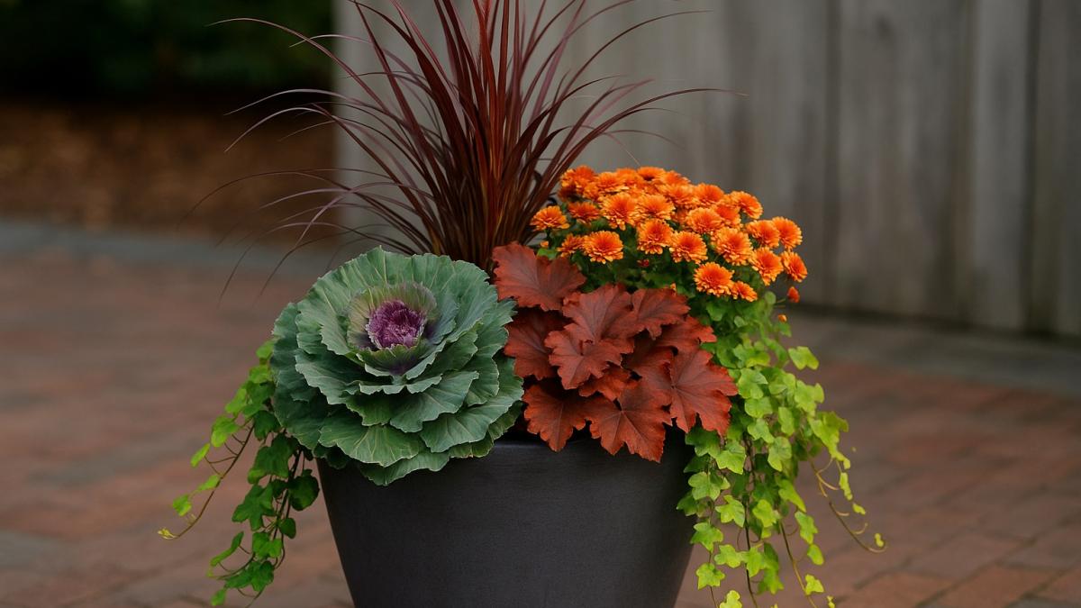 Осеннее кашпо с декоративной капустой и плющом