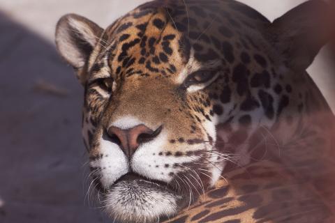 Четыре вида кошек используют разные ярусы леса для охоты — Journal of Animal Ecology