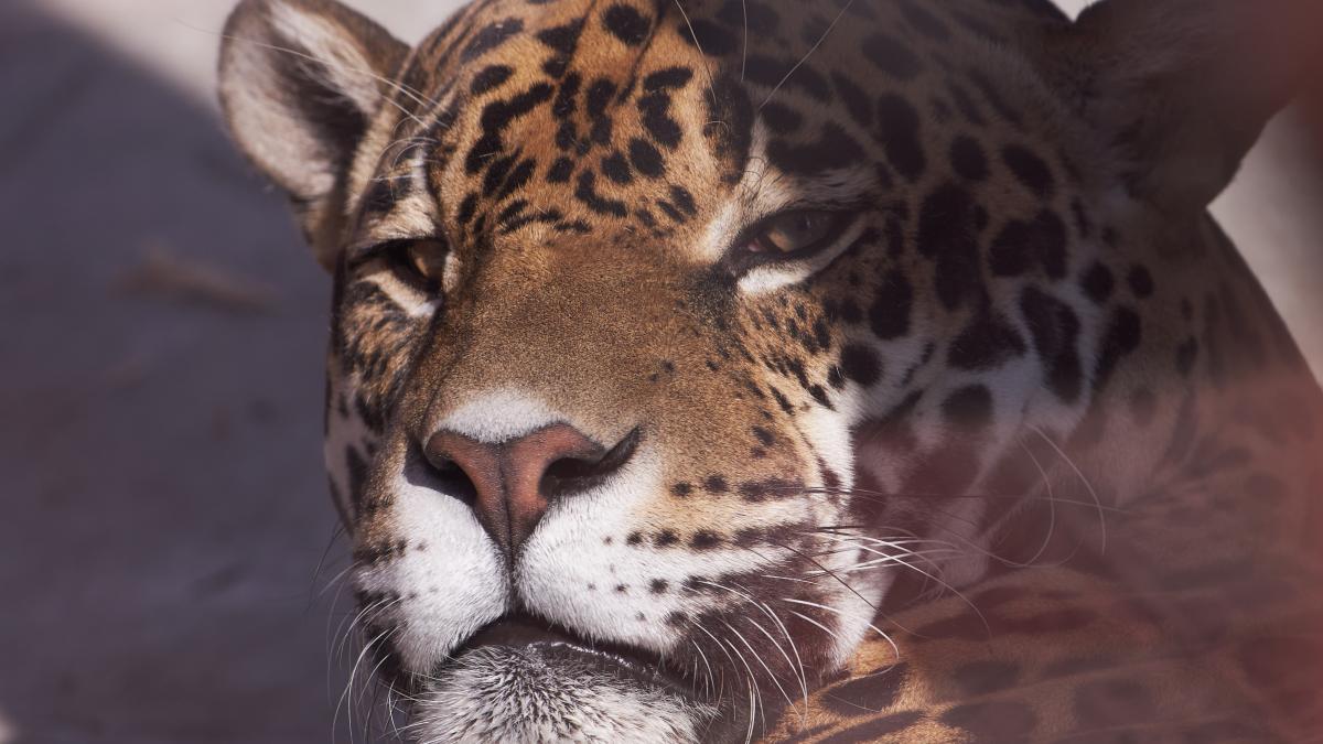 Ягуар (Пензенский зоопарк 2020)