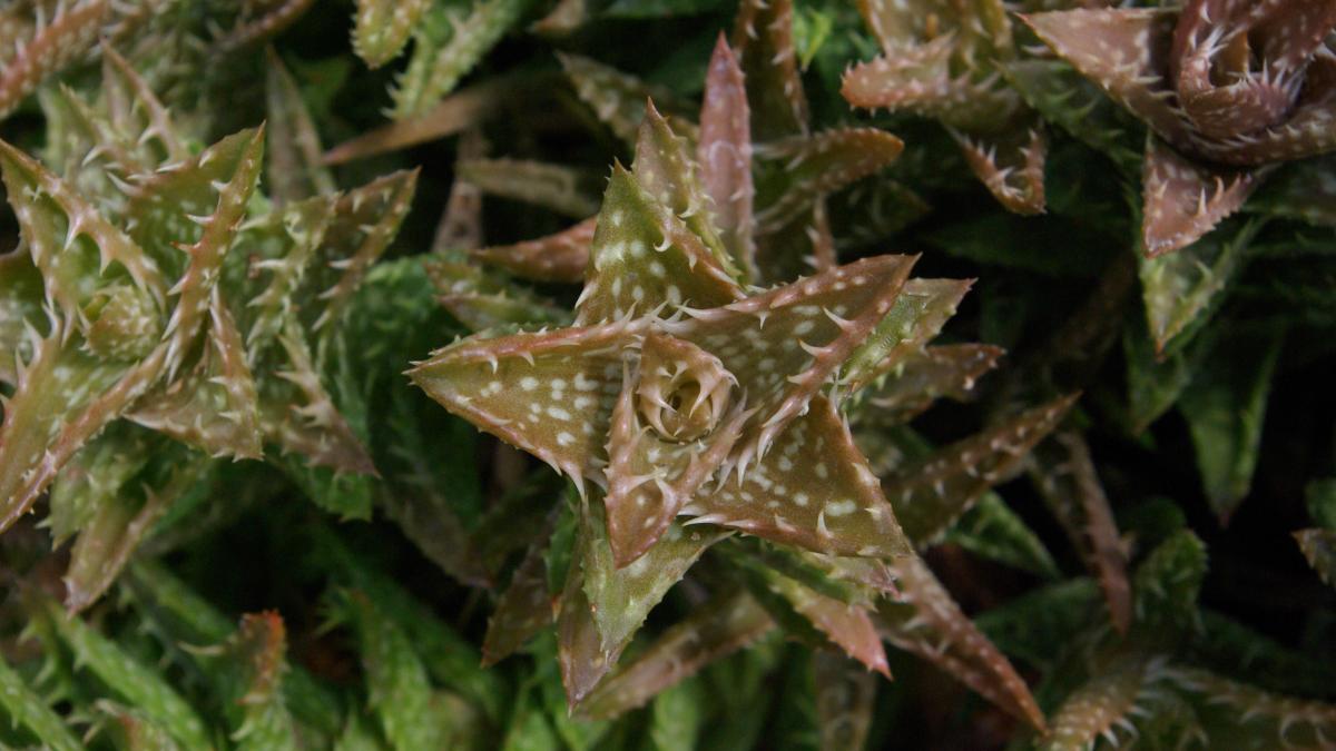 Алоэ тигрового зуба