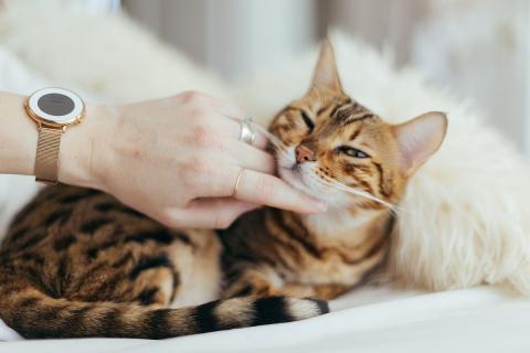 Кот