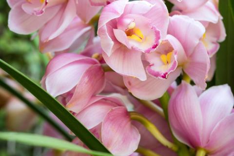 Японский ритуал помогает восстановить орхидеи зимой —  Malatec