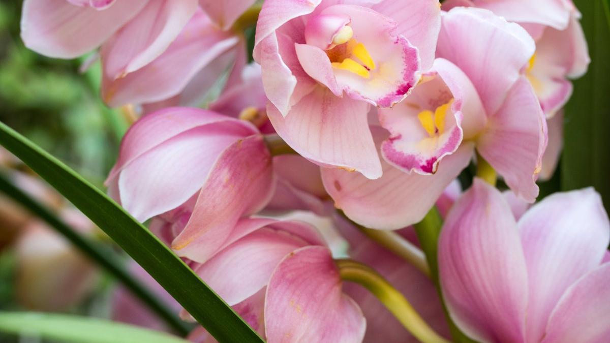 Розовый цветок орхидеи цимбидиум