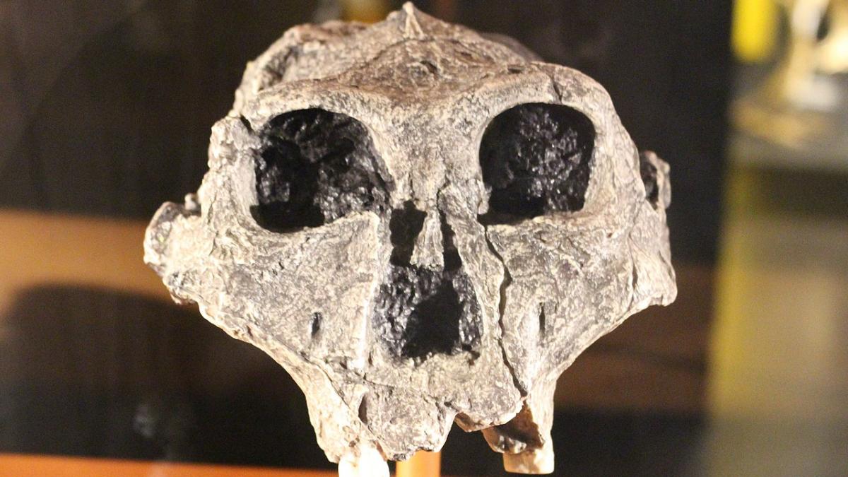 череп Paranthropus robustus