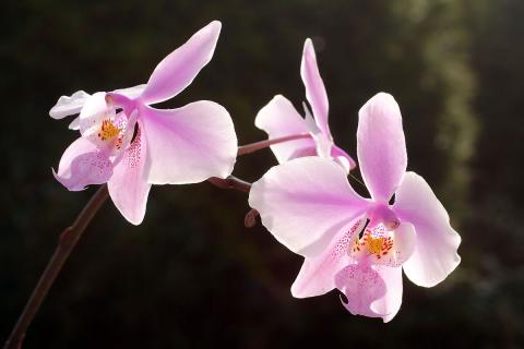 Ошибки при пересадке детки орхидеи приводят к гибели — Сад и огород