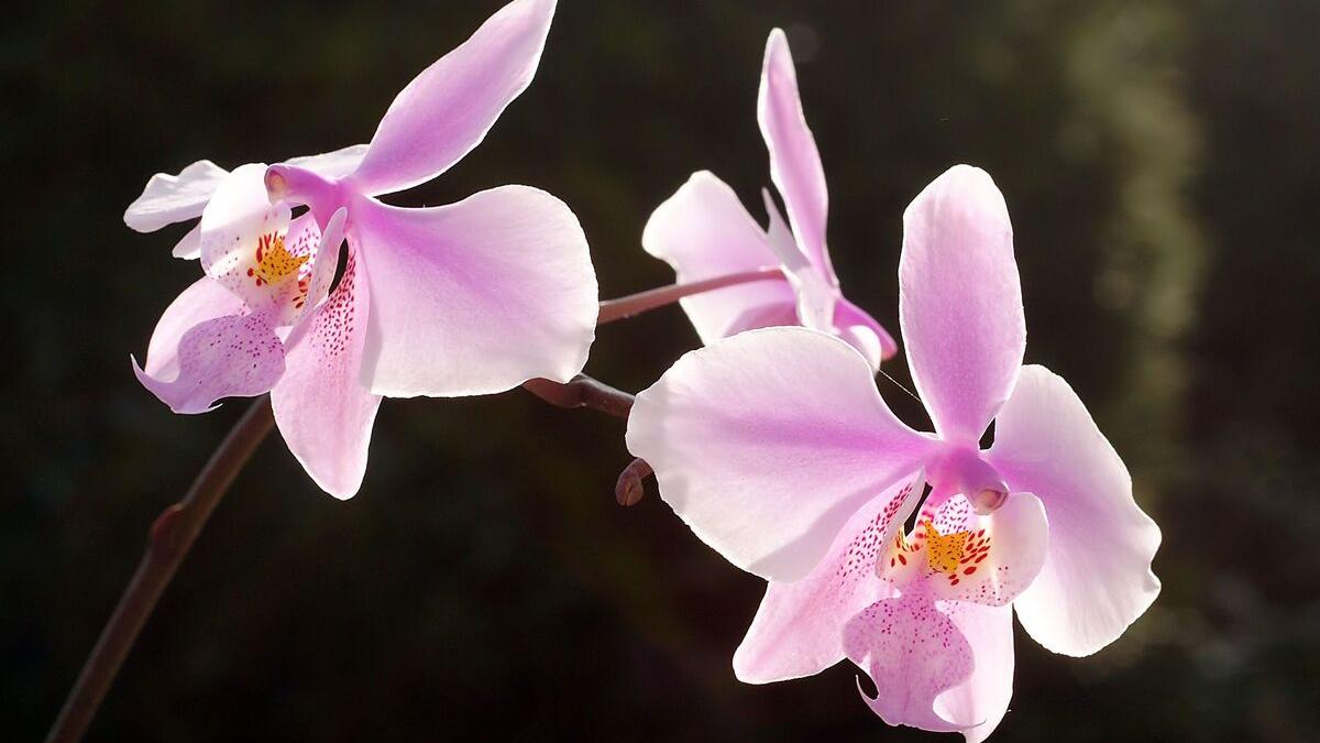 Орхидеи