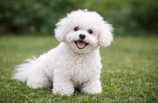 Зимние прогулки способны стать опасными: смотрите, как метаболическая жажда угрожает вашему питомцу