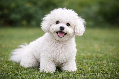 Зимние прогулки способны стать опасными: смотрите, как метаболическая жажда угрожает вашему питомцу