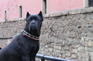 Снаружи — стальной воин, внутри — мягкий великан: правда о кане-корсо