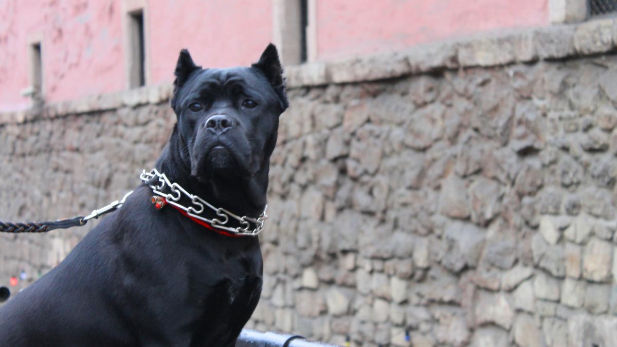 Собака породы Кане корсо