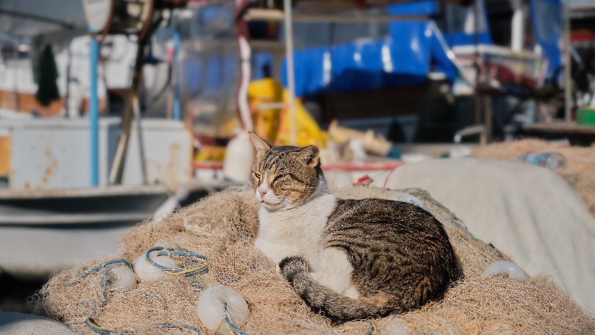 кошка на пляже кошка на пляже