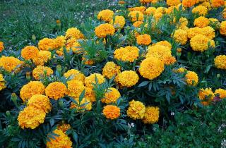 Бархатцы как сидерат повышают урожайность и оздоравливают почву на огородах — эксперт
