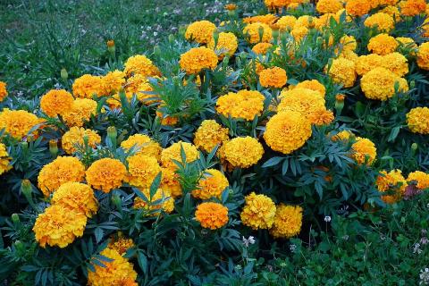 Бархатцы как сидерат повышают урожайность и оздоравливают почву на огородах — эксперт Бархатцы как сидерат повышают урожайность и оздоравливают почву на огородах — эксперт