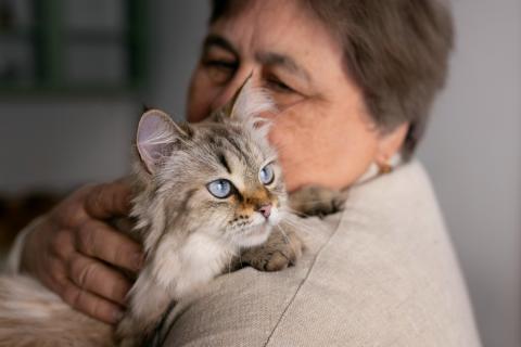 Кошки привязываются к хозяевам так же, как дети к родителям