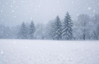 Посев клевера, ржи и вики укрепляет почву и обогащает её азотом зимой