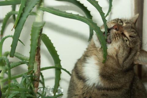 Размножение алоэ листом позволяет получить несколько растений — Сад и огород