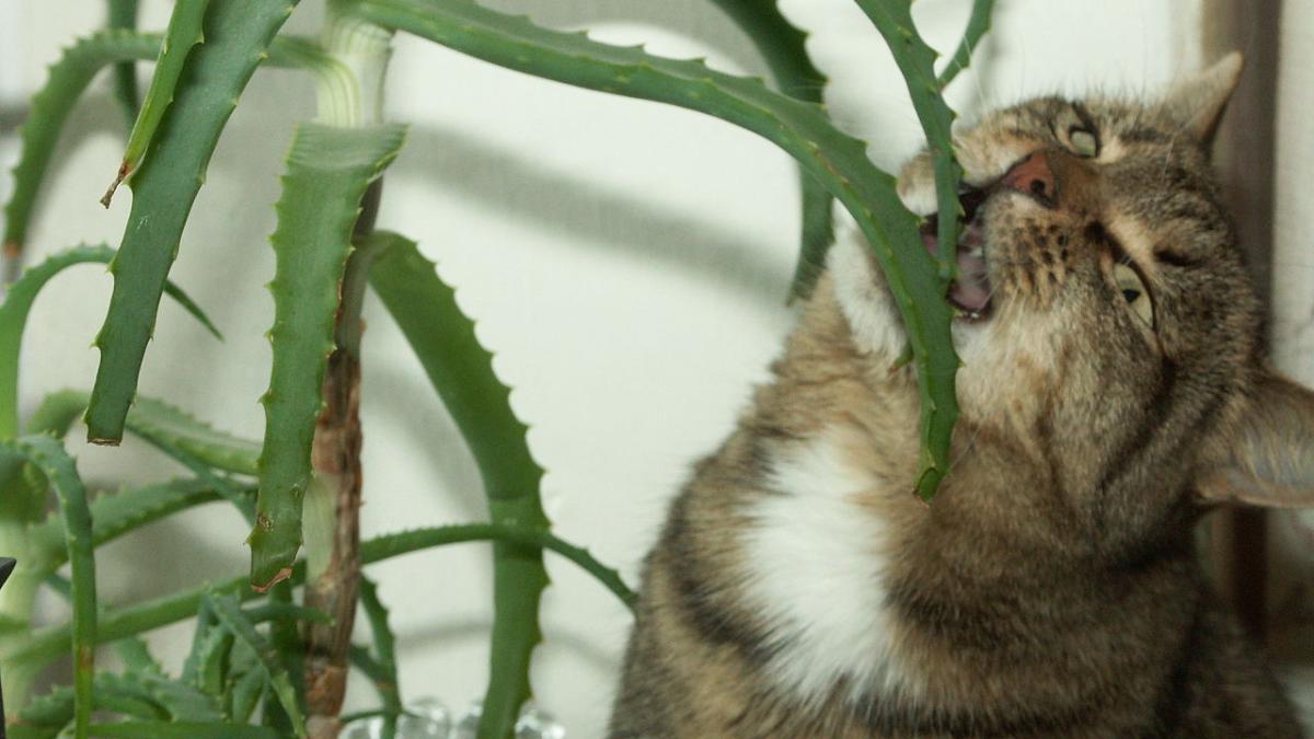 Кошка закусывает алоэ