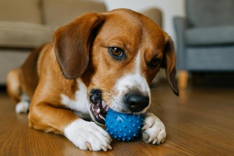 Исследователь Мальиу: собаки лучше видят желтые и синие оттенки