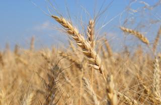 Агрономы советуют уничтожать самосевы и растительные остатки, чтобы предотвратить пятнистость и ржавчину