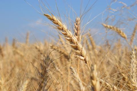 Агрономы советуют уничтожать самосевы и растительные остатки, чтобы предотвратить пятнистость и ржавчину