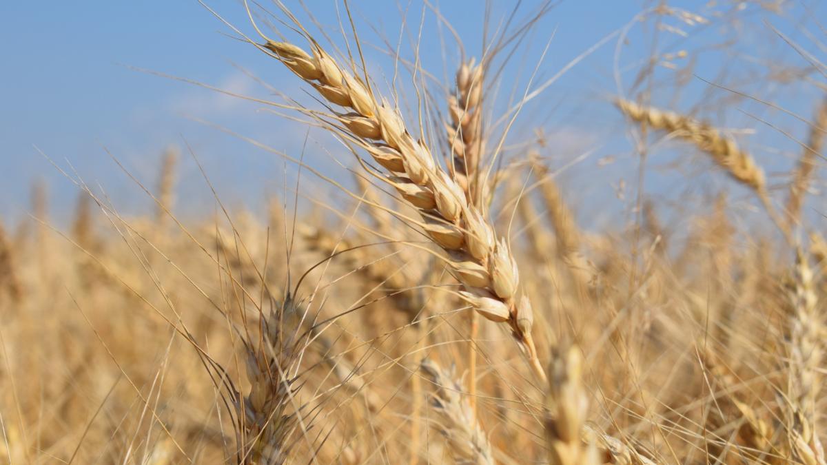 Пшеница
