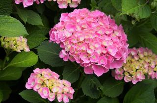 Крупнолистная гортензия цветёт на прошлогодних побегах и теряет бутоны без зимнего укрытия