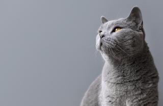 Британские кошки часто выбирают в семье одного человека, которого считают своим хозяином