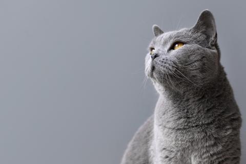 Британские кошки часто выбирают в семье одного человека, которого считают своим хозяином