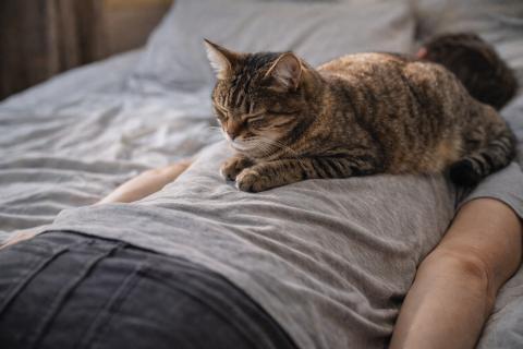 Уехали на три дня — вернулись в целый дом: животные, которые не устраивают протест без зрителей