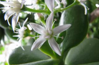 После пересадки нефритку рекомендуют держать в полутени и ограничить полив на 5–7 дней