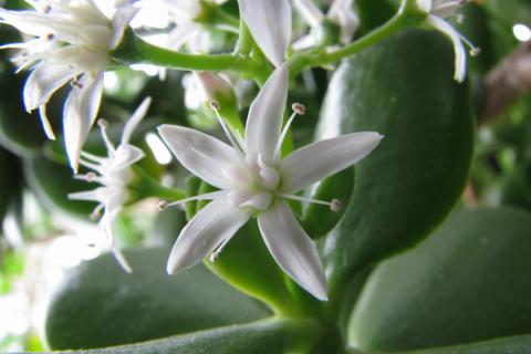 После пересадки нефритку рекомендуют держать в полутени и ограничить полив на 5–7 дней