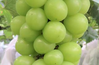 Виноград в сахарной пудре стал популярным новогодним десертом — кулинары