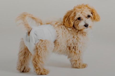 Собакам надевают подгузники при болезни и в пожилом возрасте