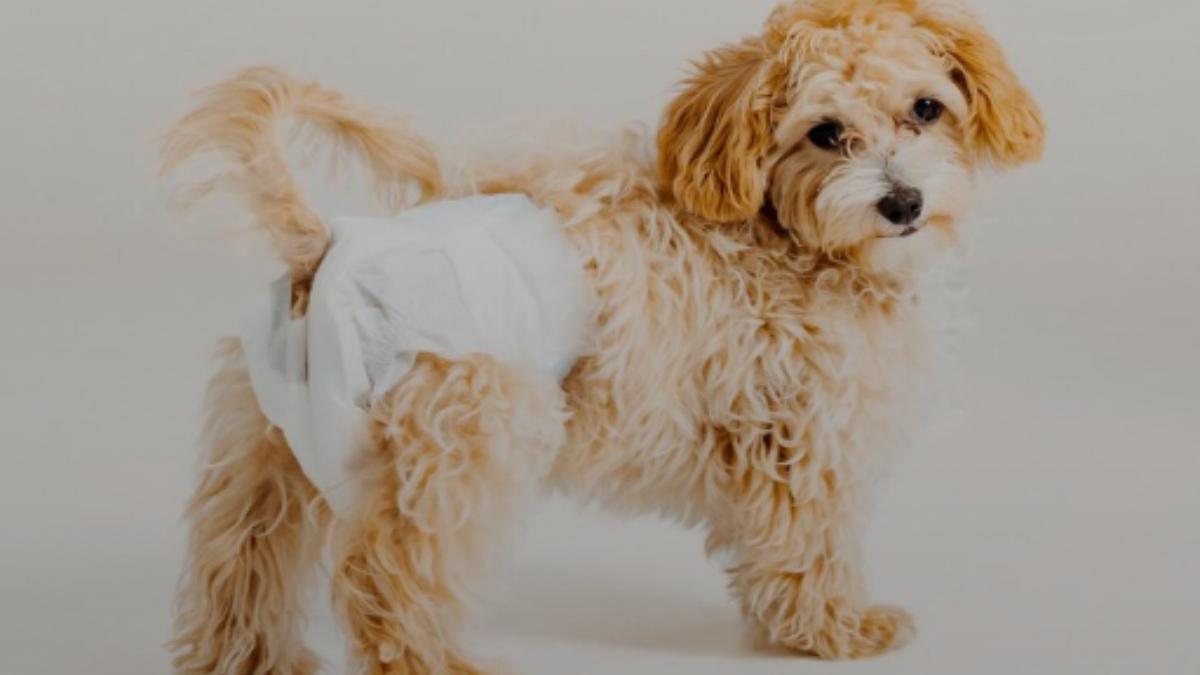 Собака в памперсе