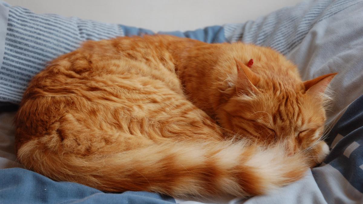 кошка прячет нос кошка прячет нос