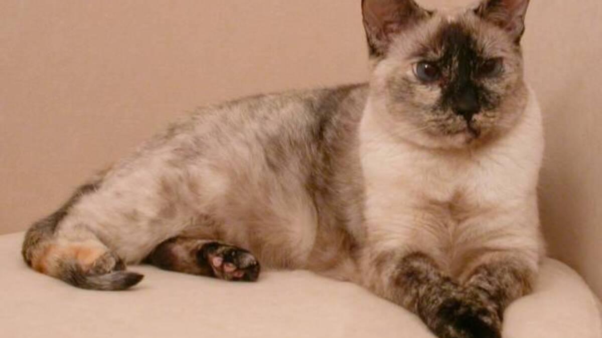 Кошка с черепаховым окрасом Кошка с черепаховым окрасом