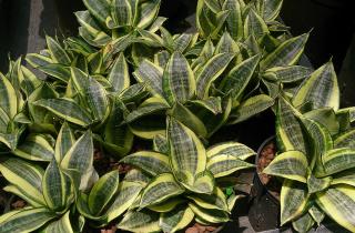 Теневыносливые растения выдерживают русскую зиму без подсветки, отмечают ботаники