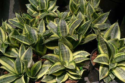 Теневыносливые растения выдерживают русскую зиму без подсветки, отмечают ботаники