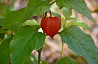 Физалис обладает высокой устойчивостью к фитофторозу и вредителям — агроном