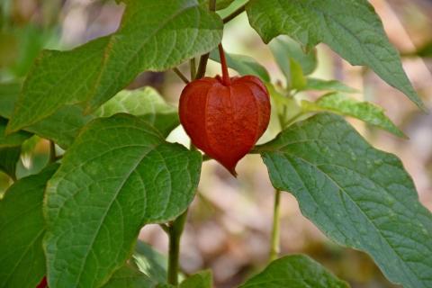 Физалис обладает высокой устойчивостью к фитофторозу и вредителям — агроном