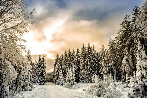 Жителям Подмосковья напомнили о наказании за вырубку ёлок — ТАСС