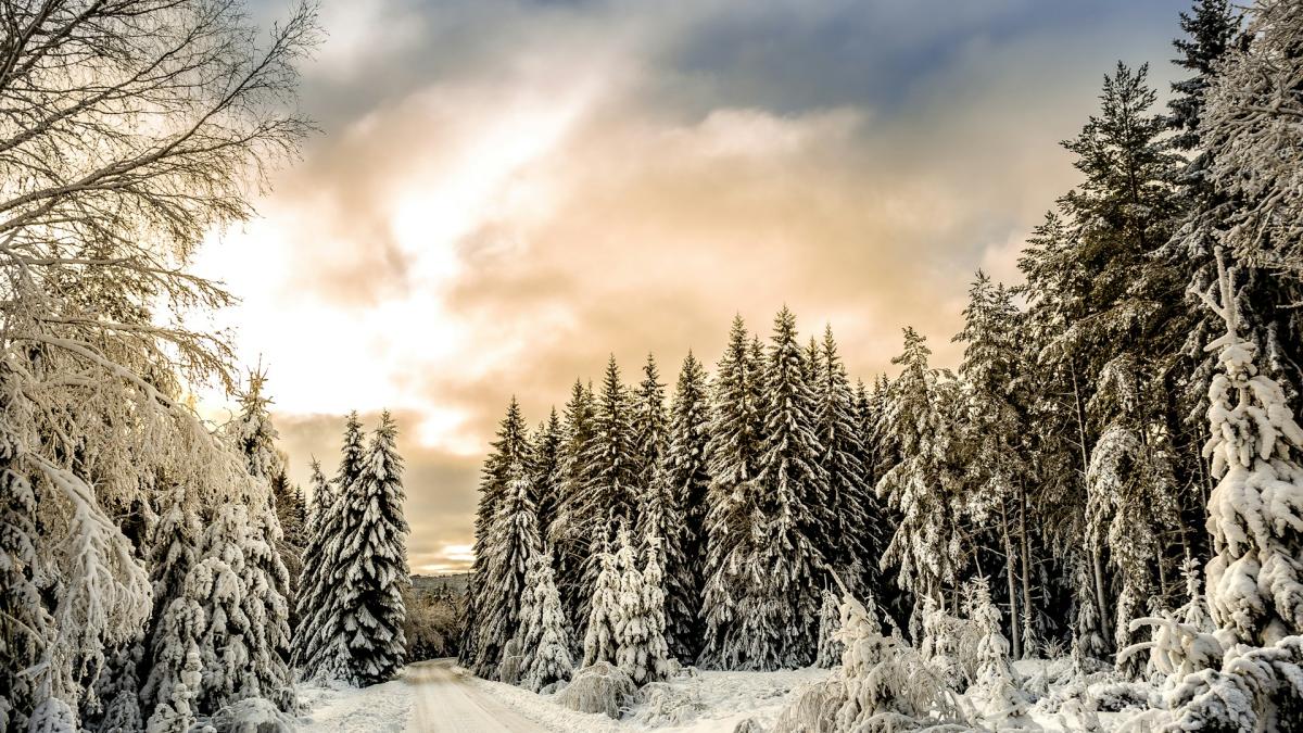 Природа зимой