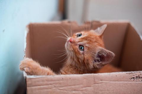 Коробка — одно из самых популярных мест для кошачьего сна