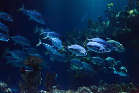 JFB: морские мальки научились использовать личинки кораллов как живой щит от хищников
