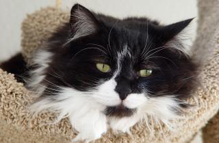 В основании вибриссов находятся специальные мышцы, позволяющие кошке направлять их вперёд