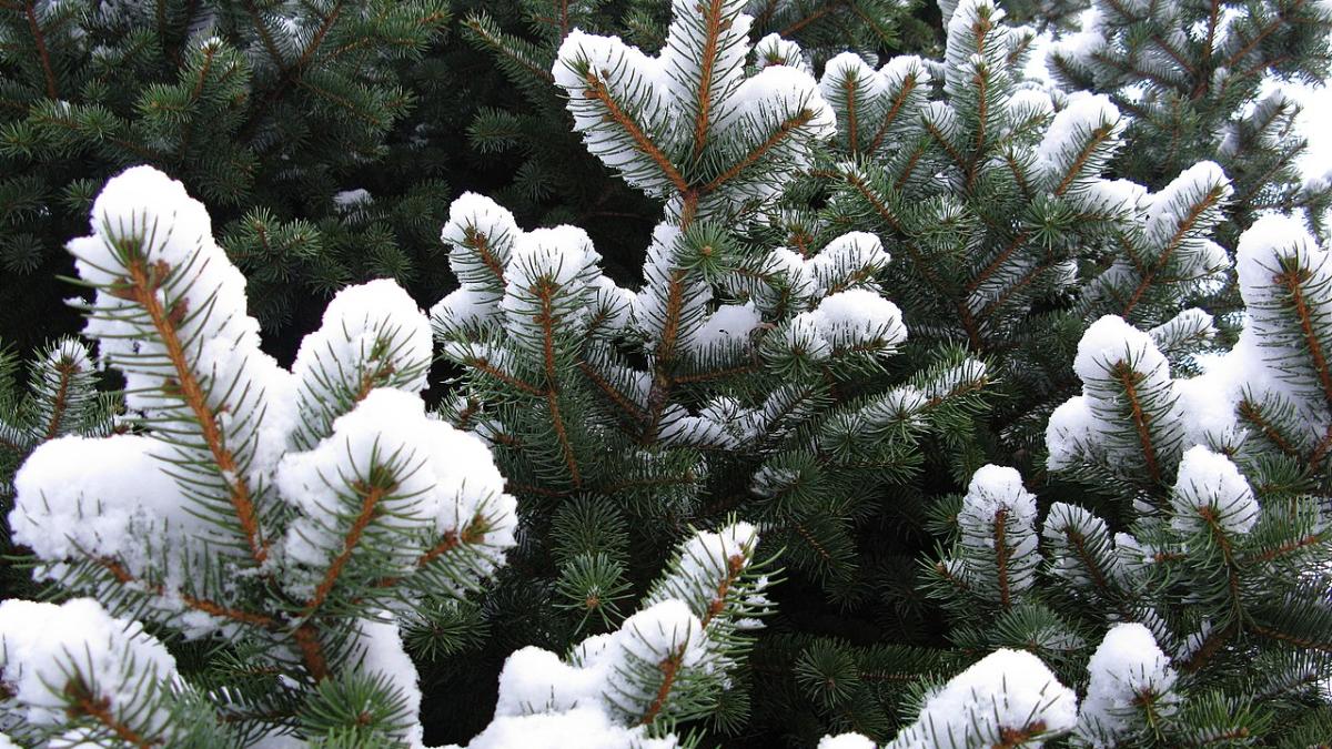 ветви ели в снегу